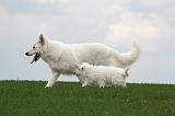 BERGER BLANC SUISSE - ADULTS ET PUPPIES 031